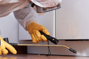 Messie Schädlingsbekämpfung Böblingen